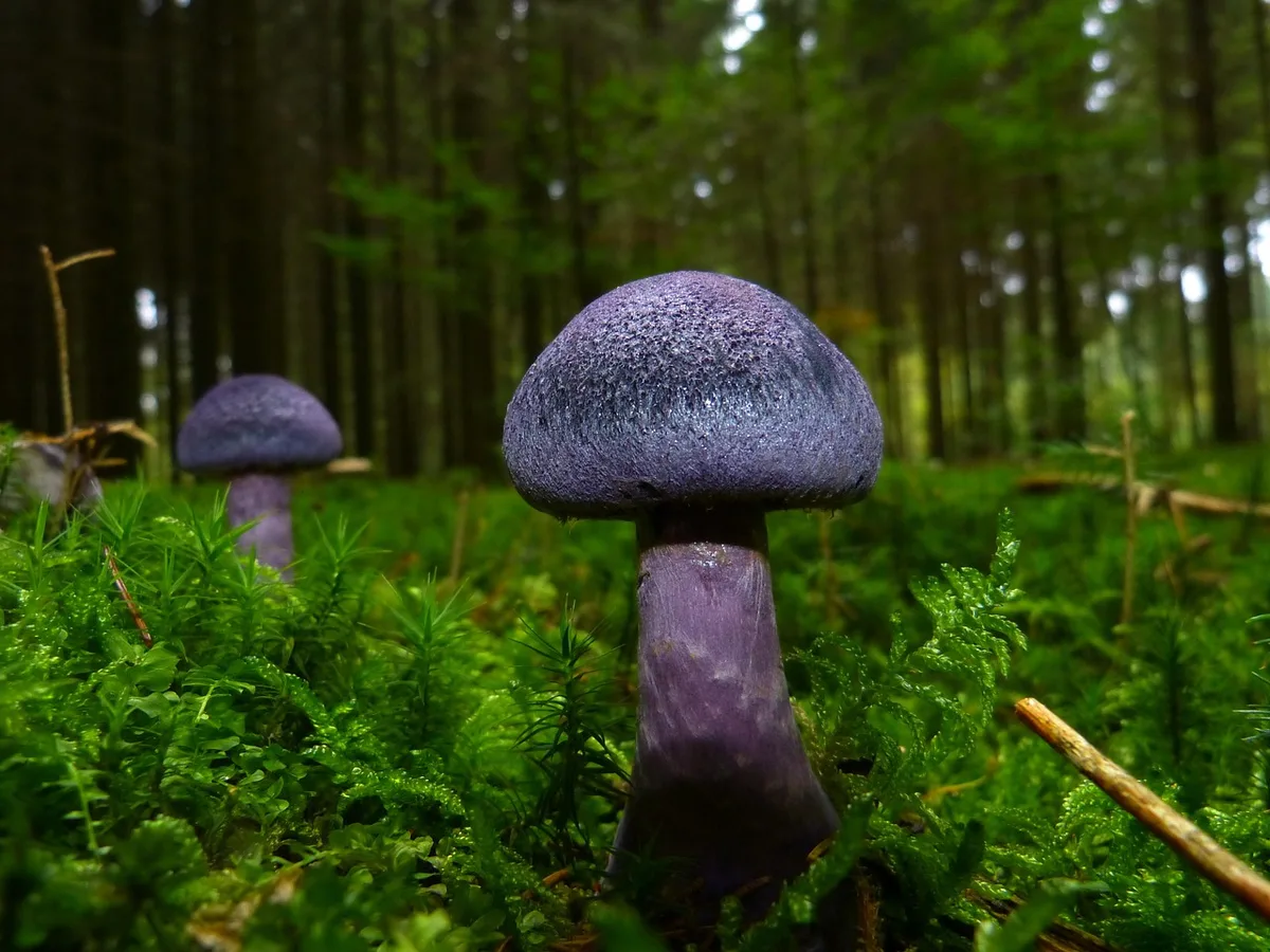 Flacons de culture et mycélium de champignon en laboratoire